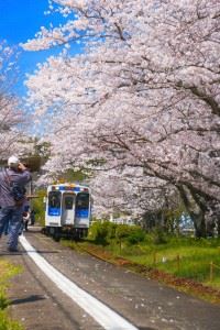 浦ノ崎駅　満開桜②